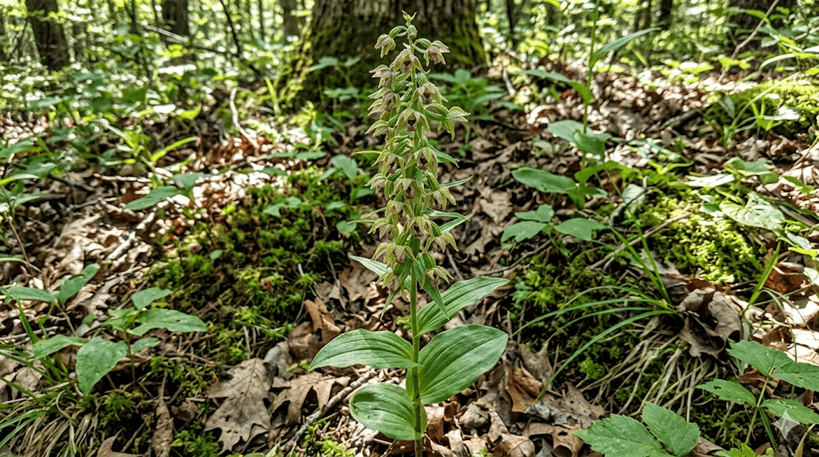 Helleborine Orchid